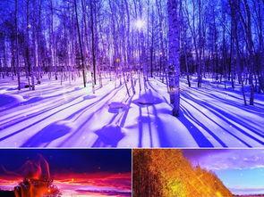 白桦林成人舞蹈视频,优雅与力量的完美融合