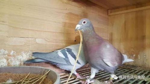 红狐长成人形了吗视频,奇幻旅程揭秘