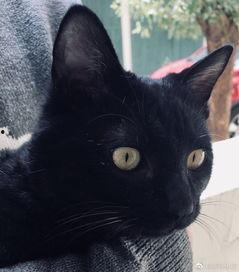 把猫变成人的视频