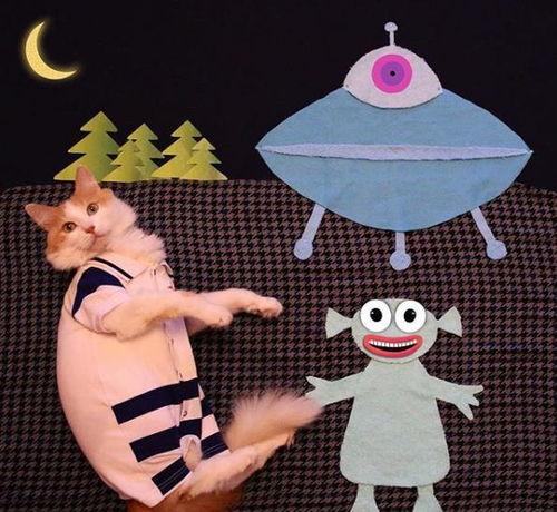 把猫变成人的视频